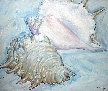 
Conch Shells by Robert Tanzman
